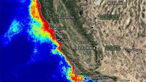 'Unprecedented' Toxic Algal Blooms Harming West Coast's Wildlife | The Weather Channel