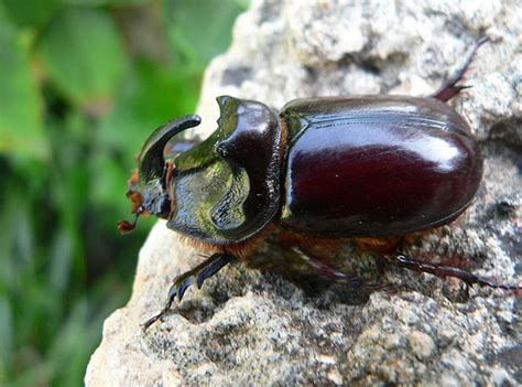 Rhinoceros Beetle 8 Free Stock Photo - Public Domain Pictures