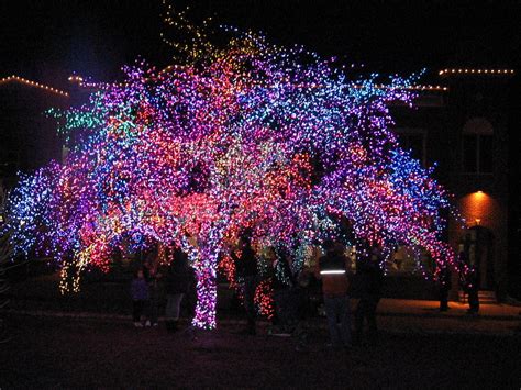 Adventurous Jaunts: Magic Tree: Columbia, Missouri