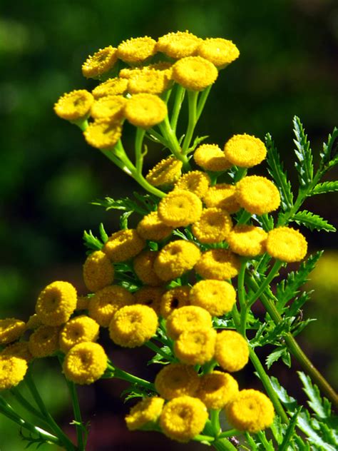 Common tansy