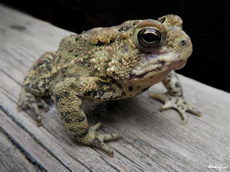 Toad Species in Canada | The Canadian Encyclopedia