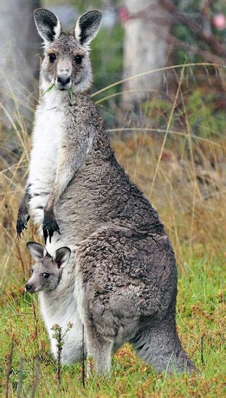 Kangaroos: Facts, Information & Pictures | Live Science