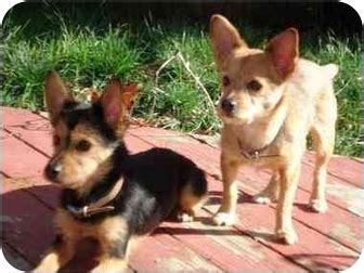 Laya and Luke | Adopted Dog | petaluma, CA | Yorkie, Yorkshire Terrier/Corgi Mix