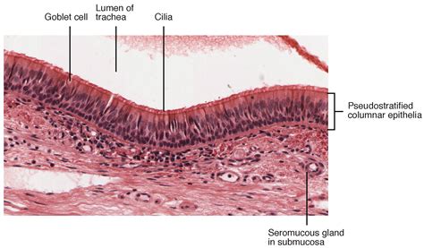 Tráquea: Anatomía | Concise Medical Knowledge