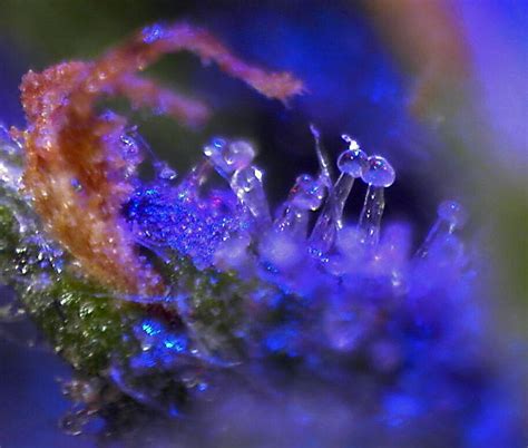 Highly magnified trichome | Art, Rainbow, Magnifier