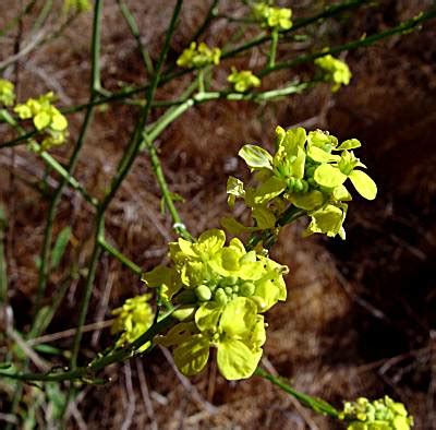 Wild Mustard - Presidio of San Francisco (U.S. National Park Service)