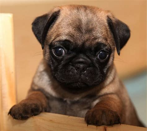 Cute Apricot Pug Puppy | Pug puppies, Cute pugs, Pugs