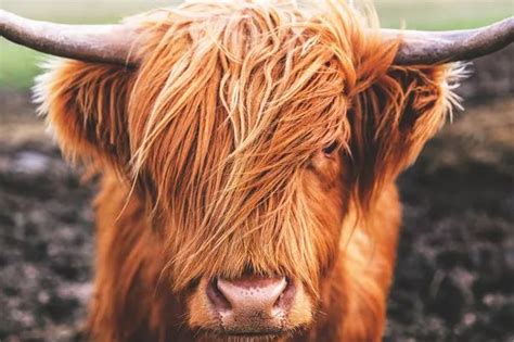 Ten pictures of cute Highland cows that will brighten your day - Daily Record