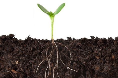 Do All Plants Have Roots? | Wonderopolis