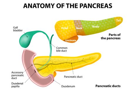 Pancreas Anatomy Uncinate