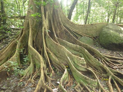 Buttress roots - a photo on Flickriver