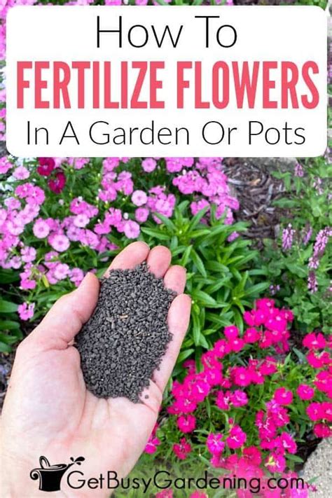 Are your flowering plants struggling and not producing plentiful blooms each year? They might ...