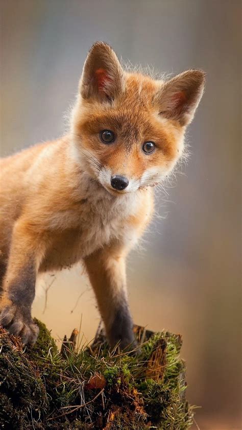 Baby Fox Wallpapers - Top Free Baby Fox Backgrounds - WallpaperAccess