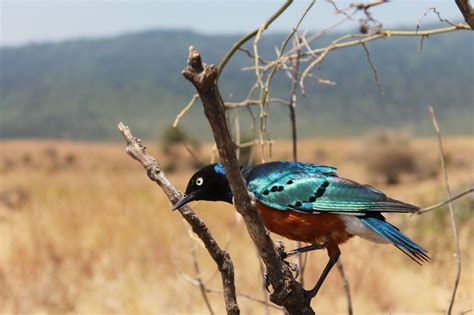 Ngorongoro Crater bird | Tanzanian, Tanzania, Bird