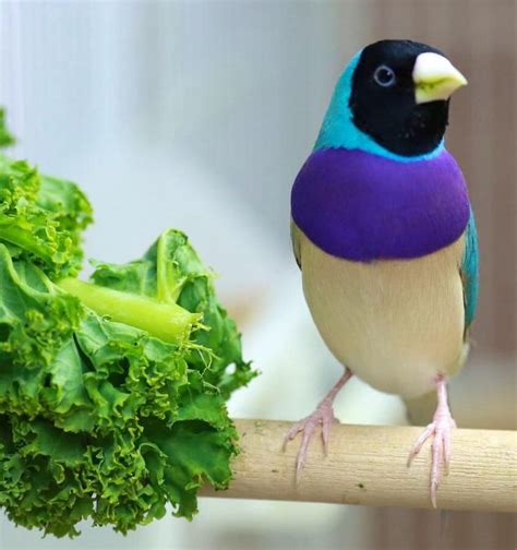 Breeding the blue Gouldian finch | Colorful birds, Most beautiful birds ...