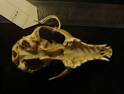 Crâne : vue ventrale | ArchéoZoothèque