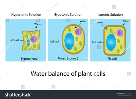 41 Flaccid Plant Cell Images, Stock Photos & Vectors | Shutterstock