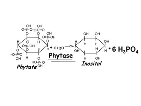 Team:Paris Bettencourt/Project/Phytases - 2015.igem.org