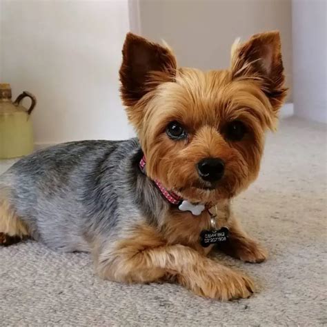 Yorkie Health Issues - Common Yorkie Health Problems - Yorkie Advice