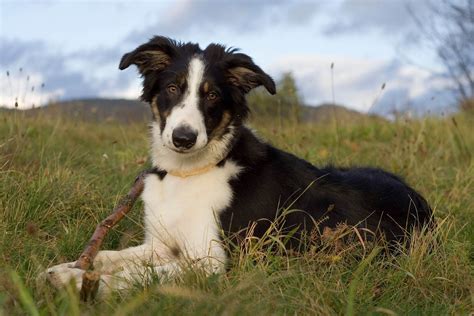 Border Collie - Border Collie Photo (3804251) - Fanpop