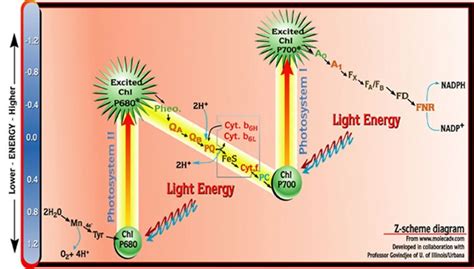 The Z-Scheme Diagram of Photosynthesis in 2024 | Photosynthesis, Light ...