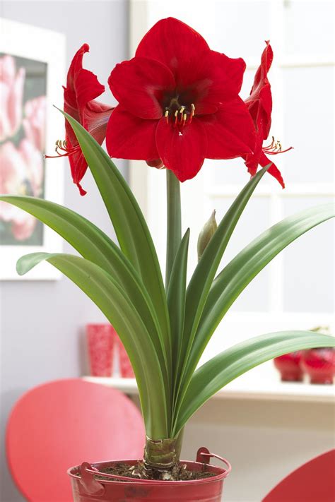 11+ Flowers that Survive in Winter: Blooming Plants to Grow In the House