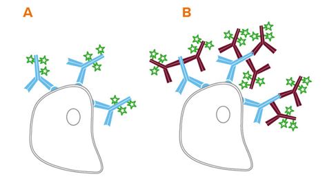 Flow Cytometry Secondary Antibodies - Jackson ImmunoResearch