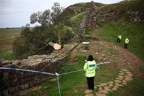 Teen bailed in UK after 'Robin Hood tree' cut down | ABS-CBN News