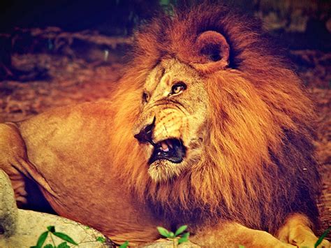 African Lion Pride Wallpaper