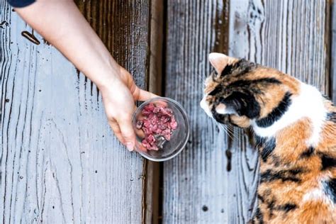 Homemade Cat Food: Benefits, Tips & How to Get Started | RAWZ