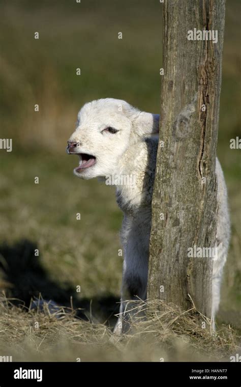 Crying lamb sheep hi-res stock photography and images - Alamy