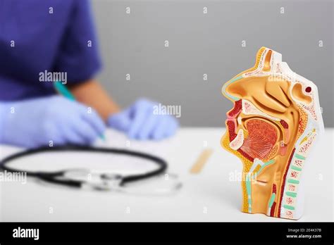 Nasal and oral cavity anatomical model for medical study on doctors ...