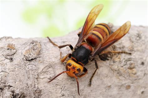 What Are The Largest Wasps In The World? - WorldAtlas