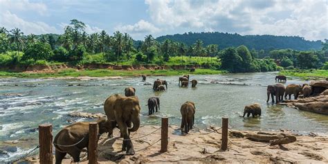 Pinnawela Elephant Orphanage Holidays | Great Rail Journeys