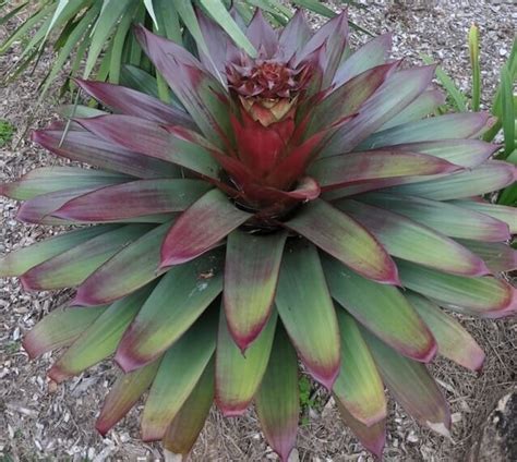 Alcantarea 'Silver Plum' Bromeliad 12" Pot - Hello Hello Plants