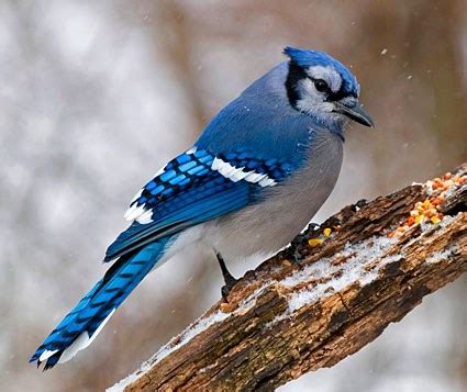 Blue Jay, Identification, All About Birds - Cornell Lab of Ornithology