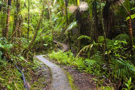 El Yunque National Forest, Puerto Rico | Franks Travelbox