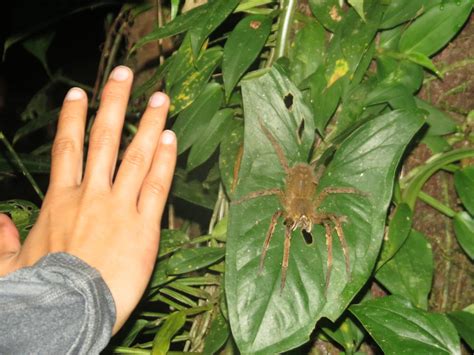 Brazilian Wandering Spider Size