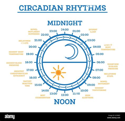 Circadian Rhythm. Vector Illustration. Scheme of Sleep Wake Cycle ...