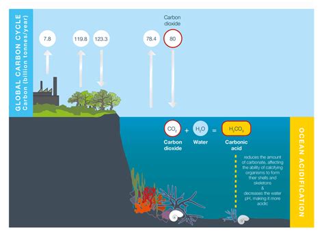 Environmental pollution: Ocean acidification