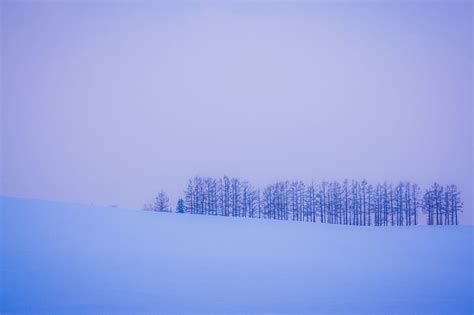 HD wallpaper: trees, snow, winter, minimalism, horizon | Wallpaper Flare