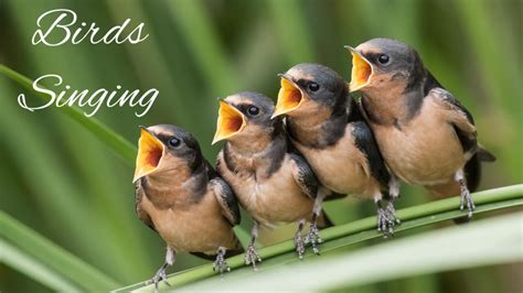 Relaxing Birds Chirping Sounds | Relax With Singing Birds Sounds | 40-mins - YouTube