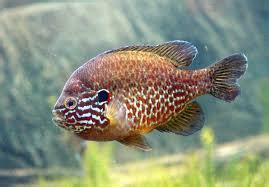 Pumpkinseed Sunfish | Fishing World Wiki | Fandom