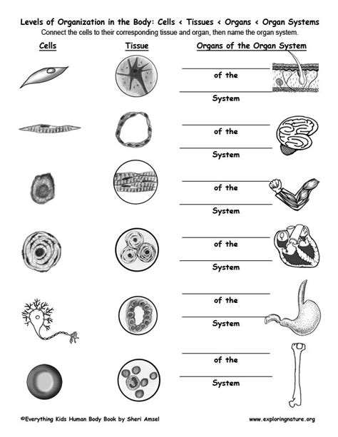 Levels of Organization in the Body: Cells > Tissues > Organs > Organ Systems QUIZ