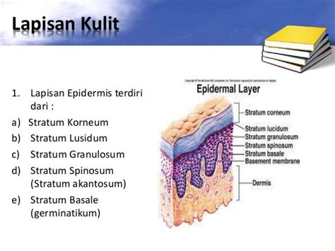 Sistem Integumen