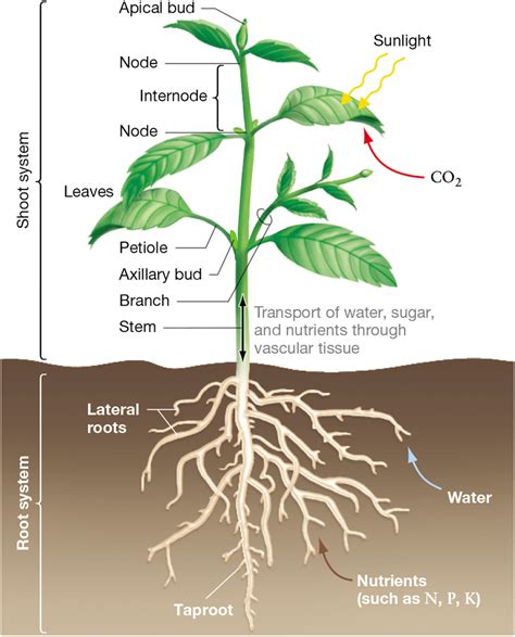 Parts of the Root and Shoot system Diagram | Quizlet