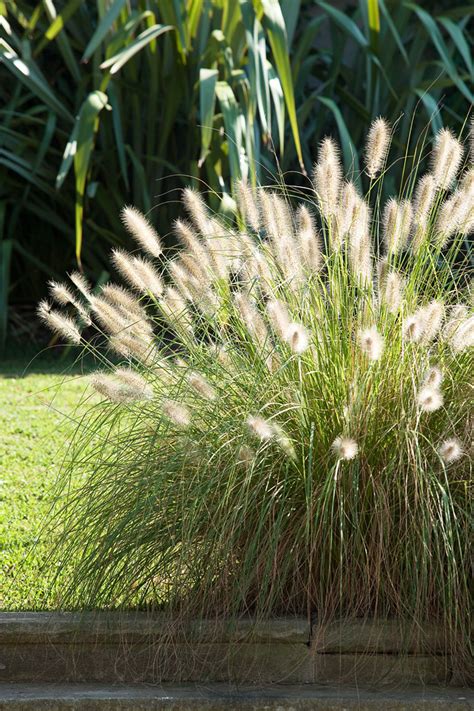 Pennisetum 3 | dangargroup.com | William Dangar | Flickr