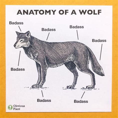 Anatomy Of A Wolf A4 Signed Print | ubicaciondepersonas.cdmx.gob.mx