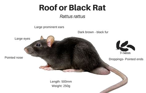 Roof Rats - PCS Pest Control Services Gulf Islands