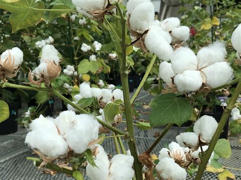 FDA approves genetically modified cotton for human consumption